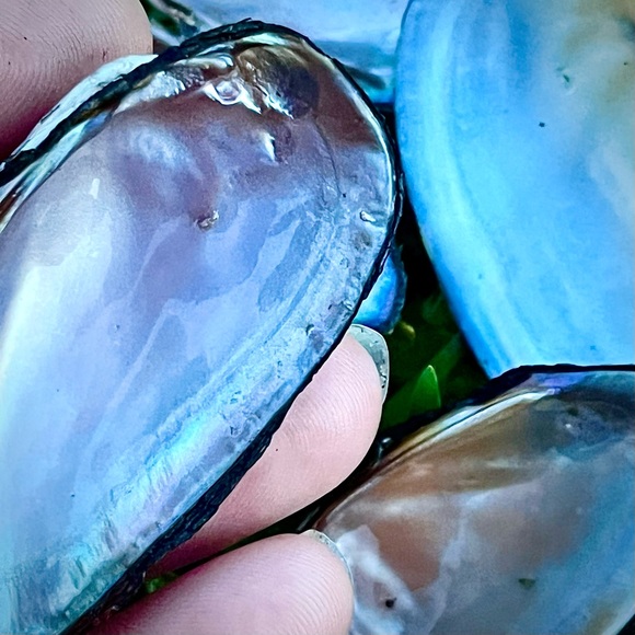 20 Iridescent Mussel Shells Coastal Nautical Decor - Picture 4 of 6